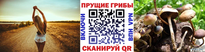 как найти Цимлянск Галлюциногенные грибы Psilocybine cubensis